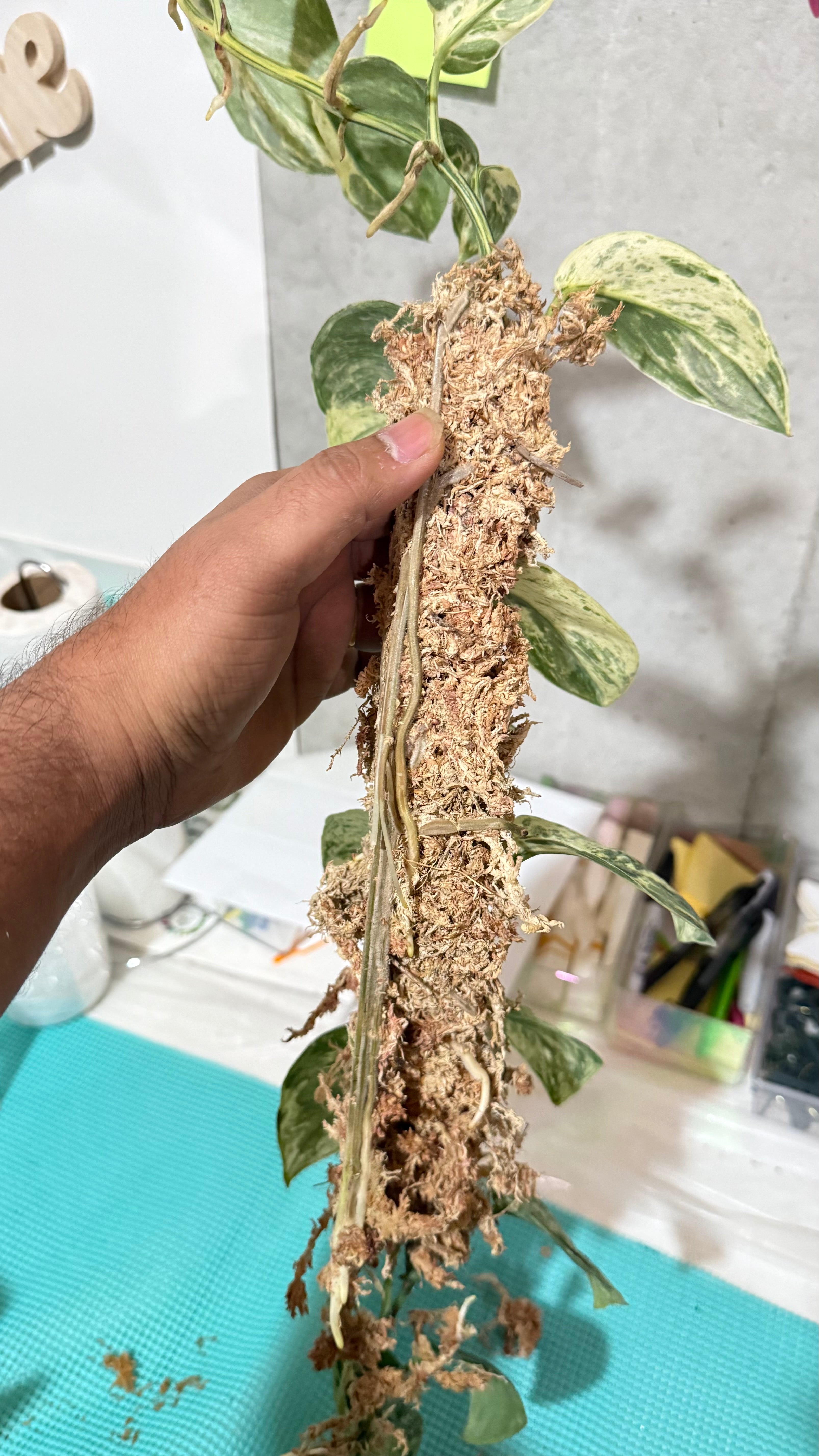 Premium Acrylic Moss Poles – LeafLane Rare Plants