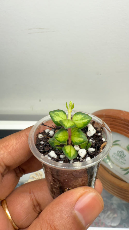 Hoya Chinghungensis Variegated