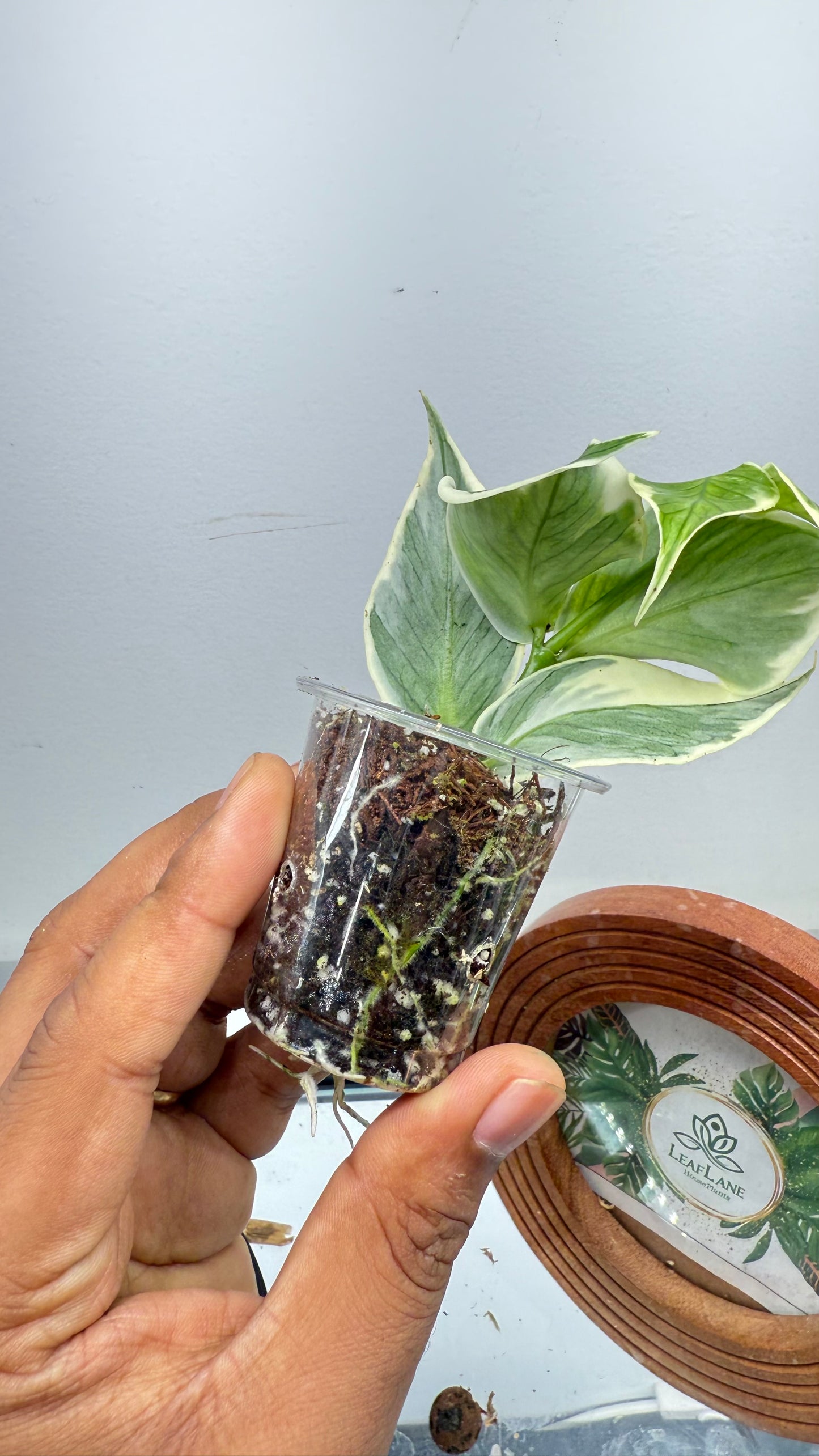 Hoya Polyneura Albomarginata Outer Variegated / Mermaid Tail / Fish tail