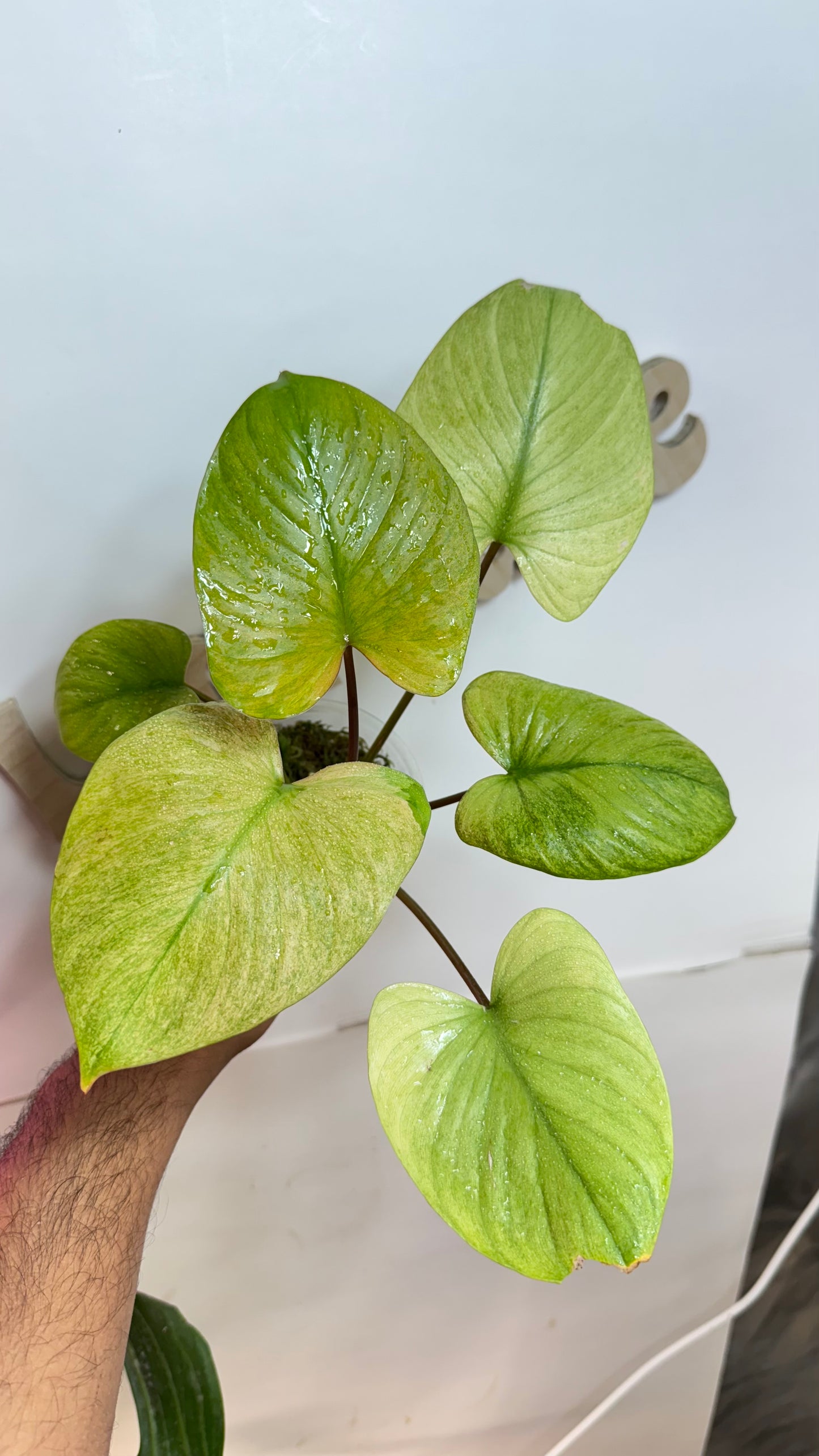 Homalomena Rubescens Variegated Mint with Pink undertones