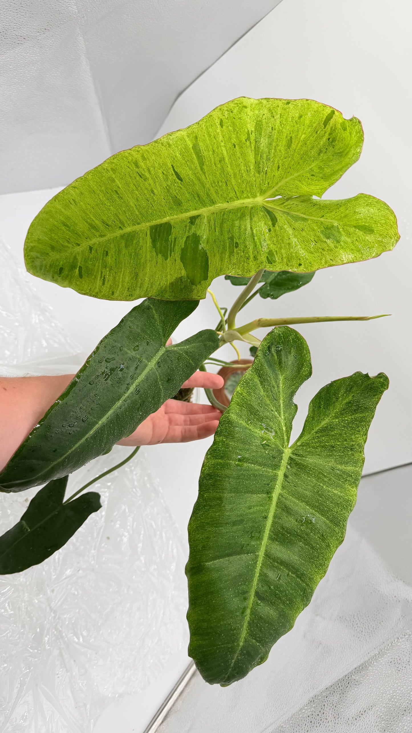 Philodendron Paraiso Verde Albo Variegated Exact Plants