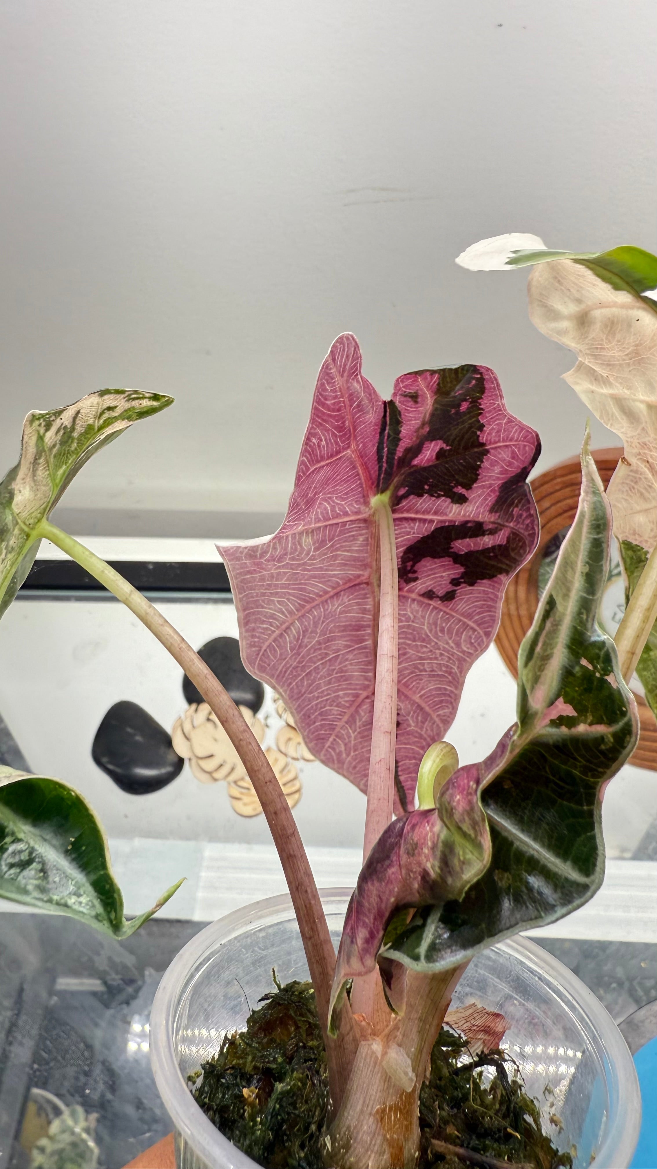 Alocasia Amazonica Pink Variegated – LeafLane Rare Plants