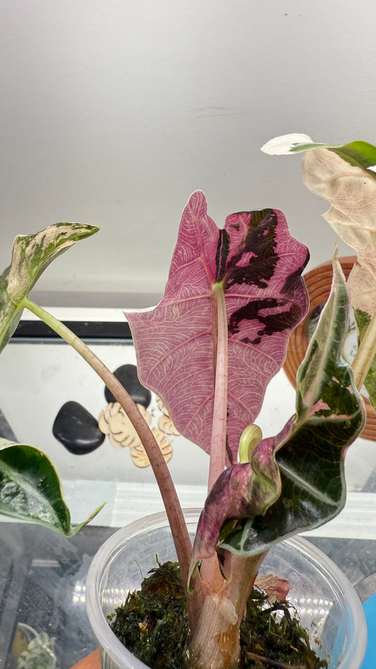 Alocasia Amazonica Pink Variegated
