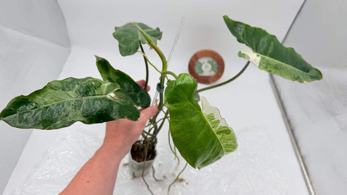 Philodendron Paraiso Verde Albo Variegated Exact Plants