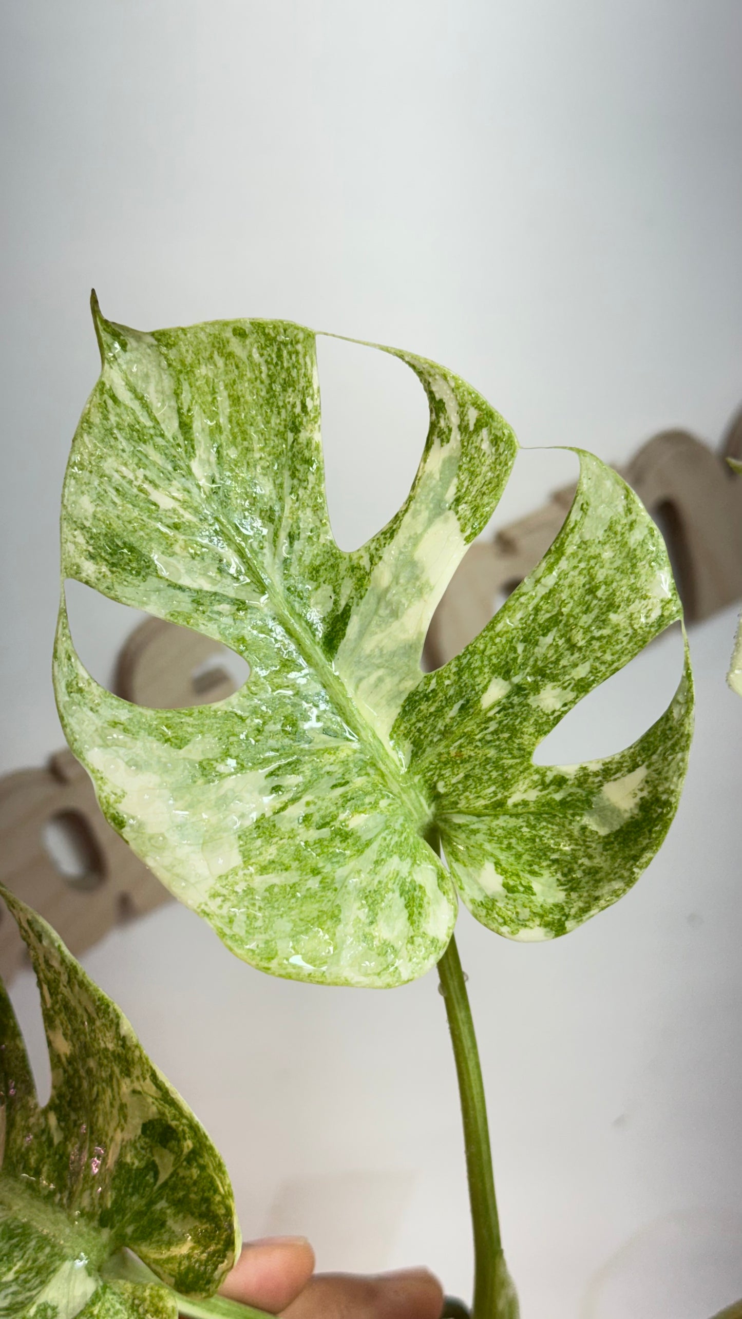 Monstera Delisiosa 'Platinum' Variegated |7 th leaf soon | Rare Aroid