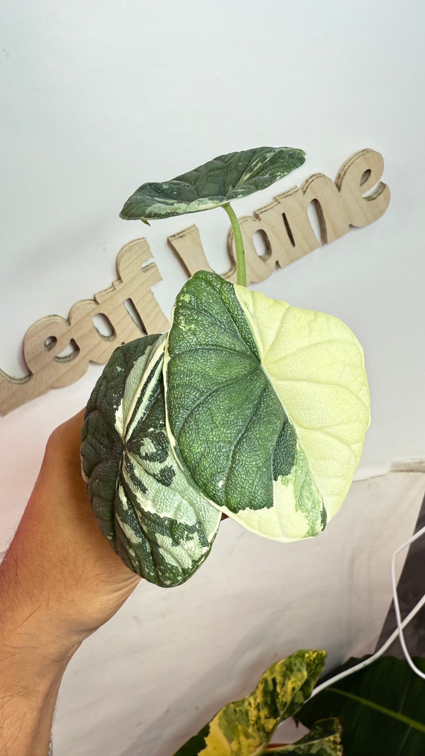 Alocasia Melo Albo Variegated 🌿 Mama Size🌿