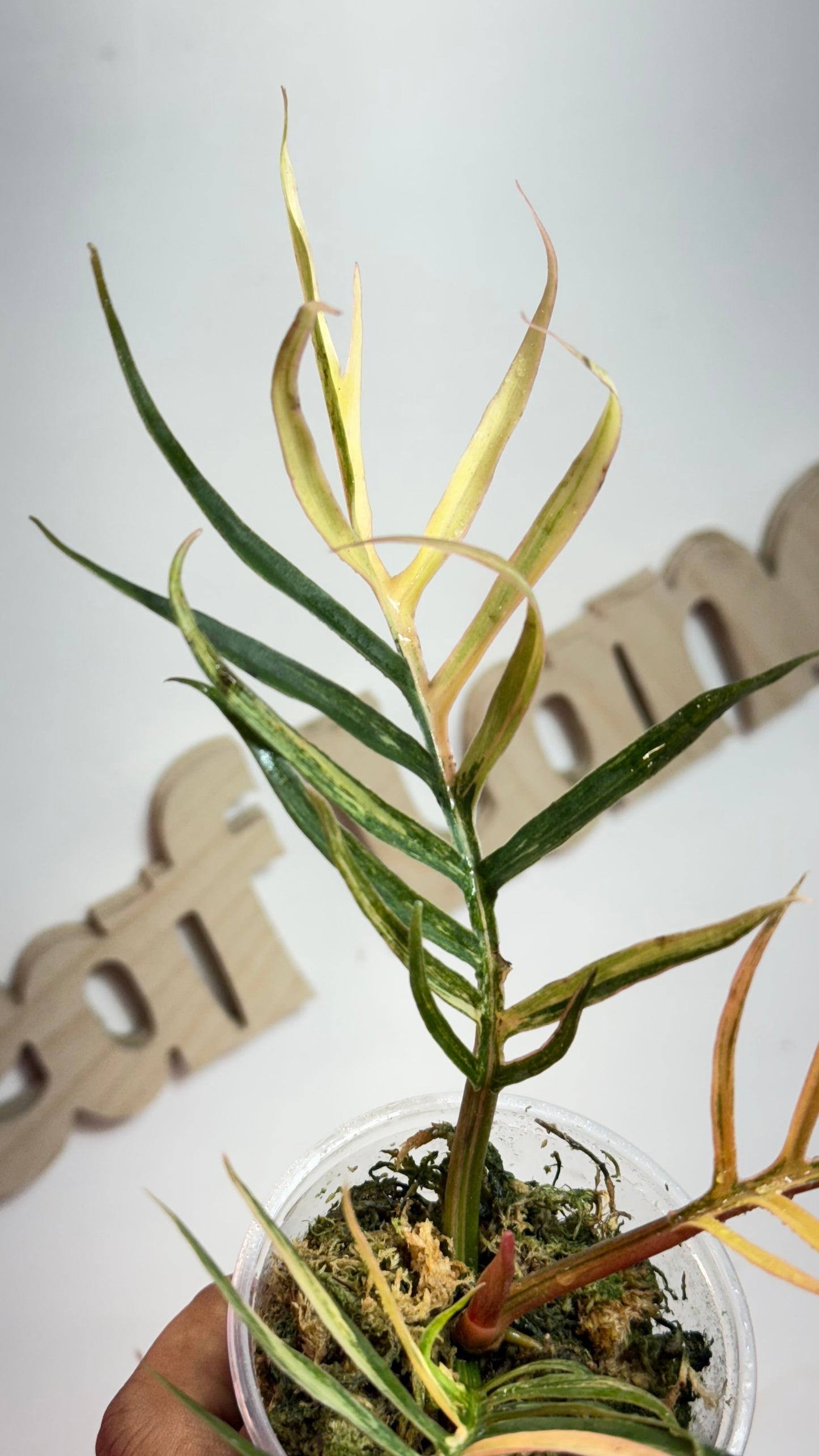 Philodendron Tortum Variegated