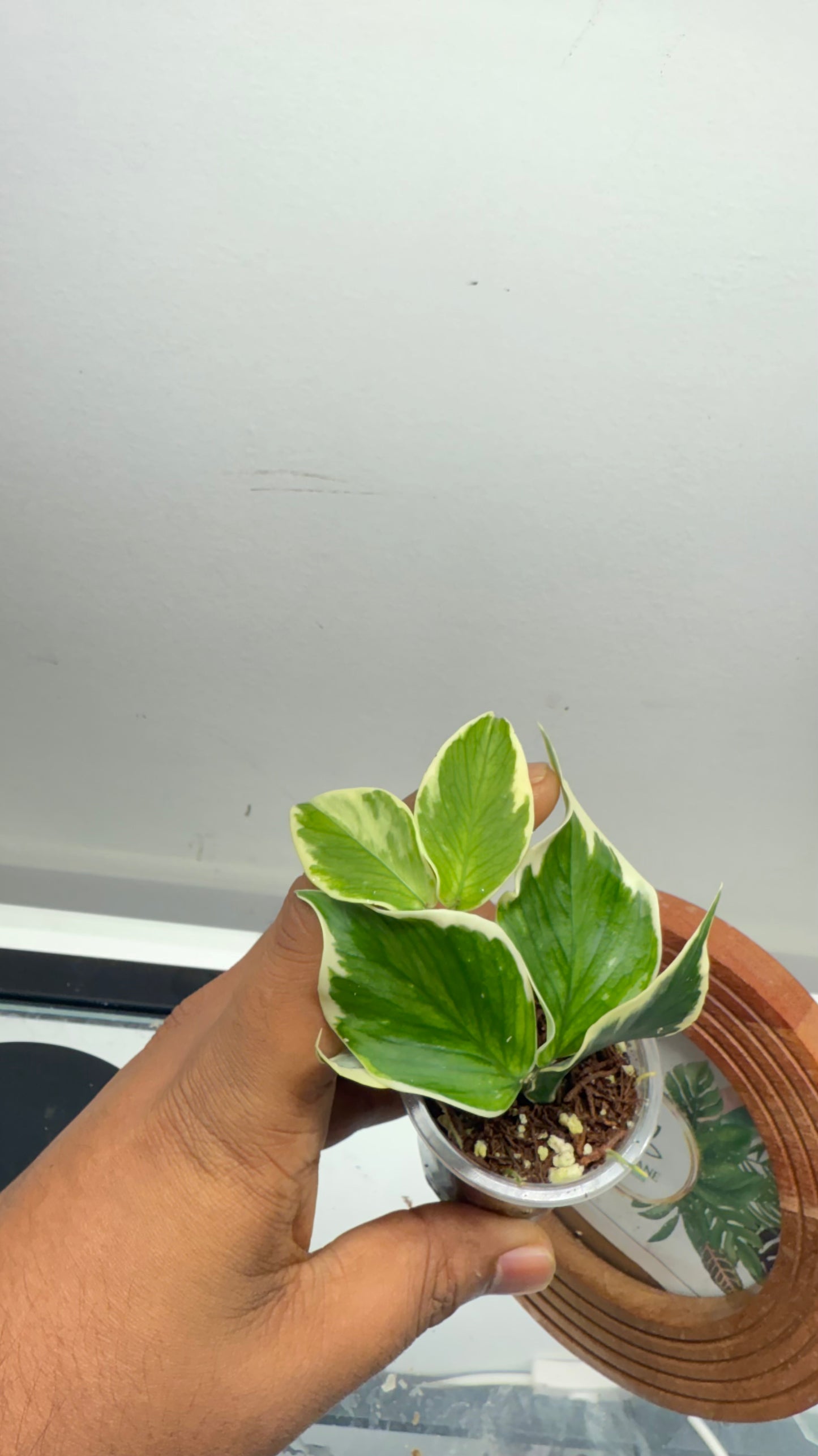 Hoya Polyneura Albomarginata Outer Variegated / Mermaid Tail / Fish tail