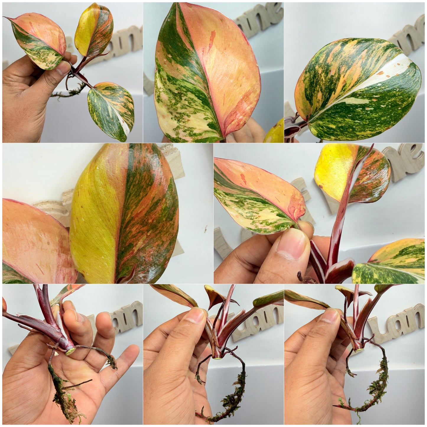 Philodendron ‘Skittles’ (White Knight Multicolor)