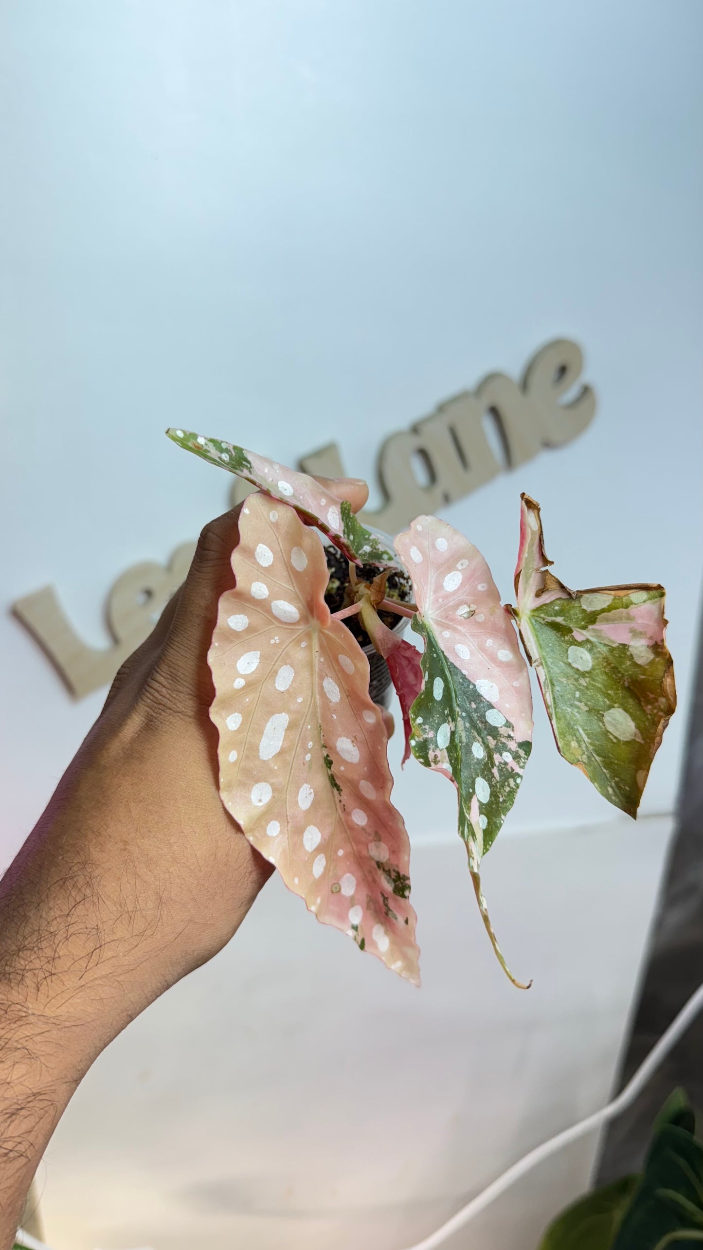 Begonia Maculata Pink Variegated