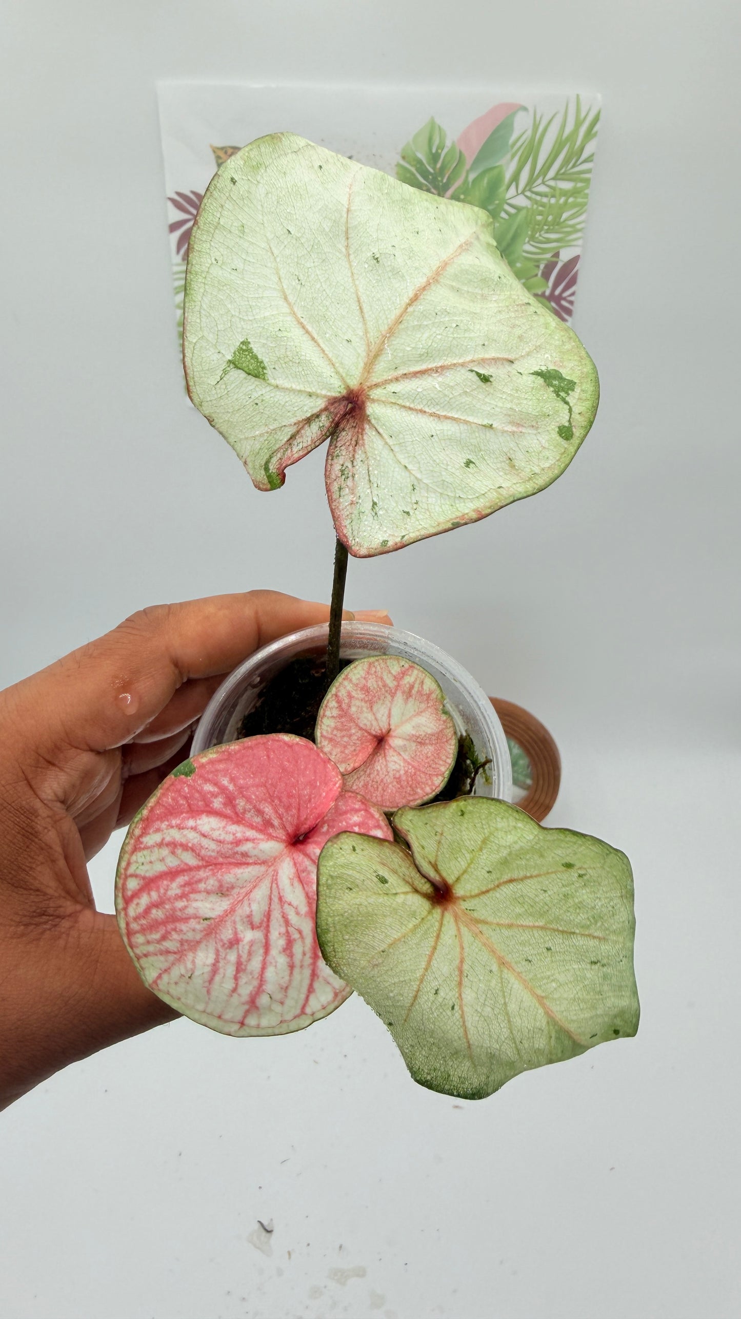 Caladium Variegated