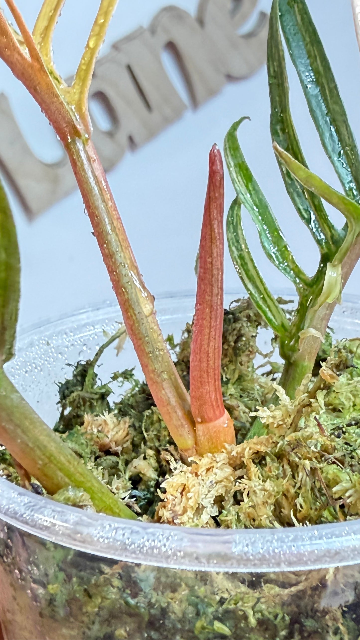 Philodendron Tortum Variegated