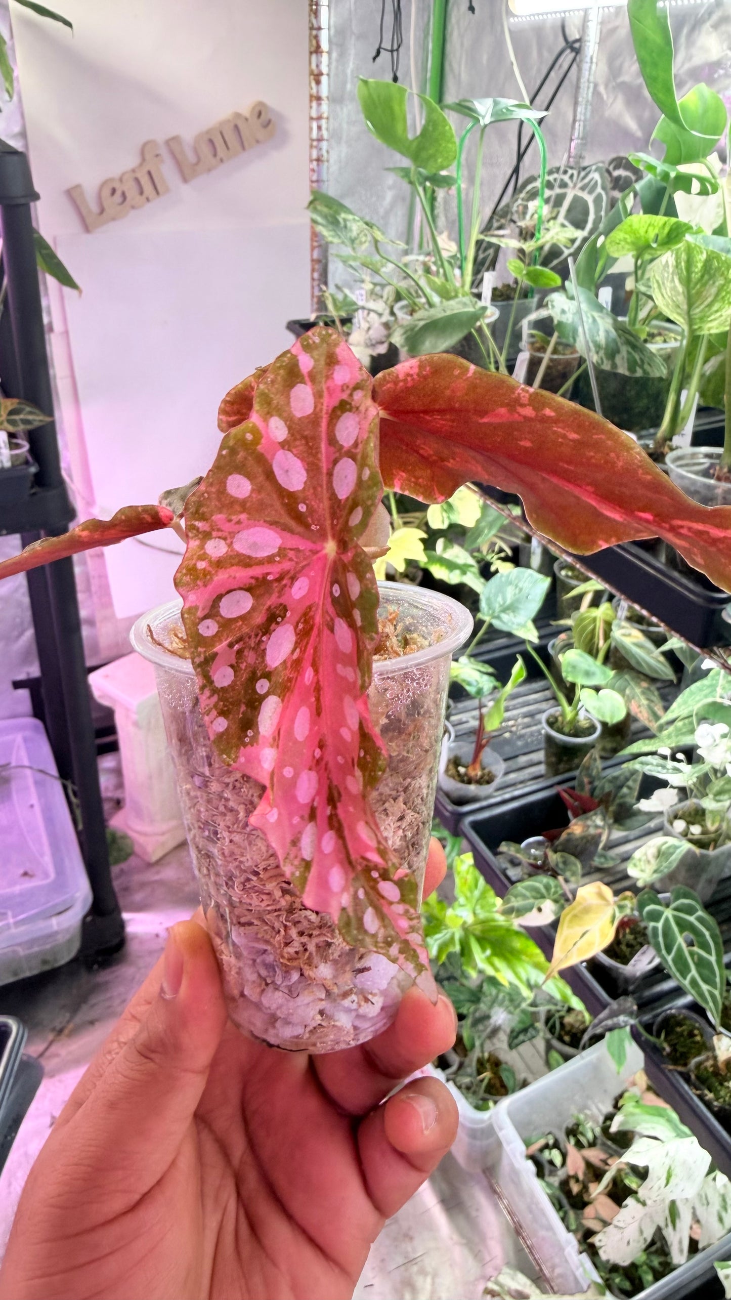 Begonia Maculata Pink Variegated