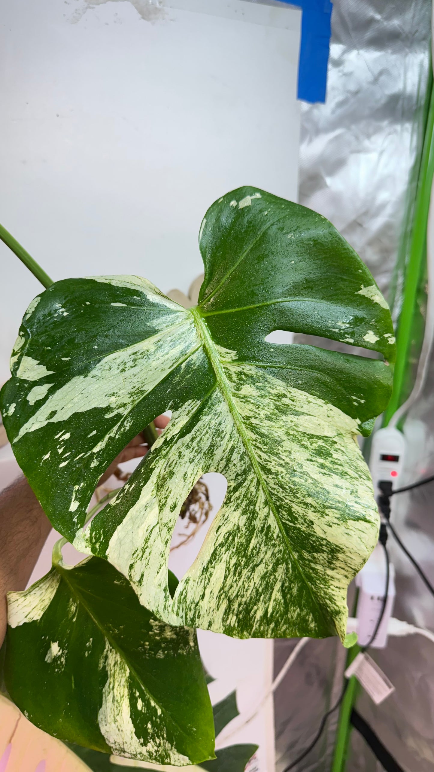 Huge Monstera Deliciosa “White Tear”