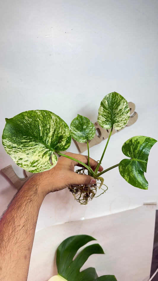 Monstera deliciosa MINT Siam Variegated | Rare Aroid | Large form
