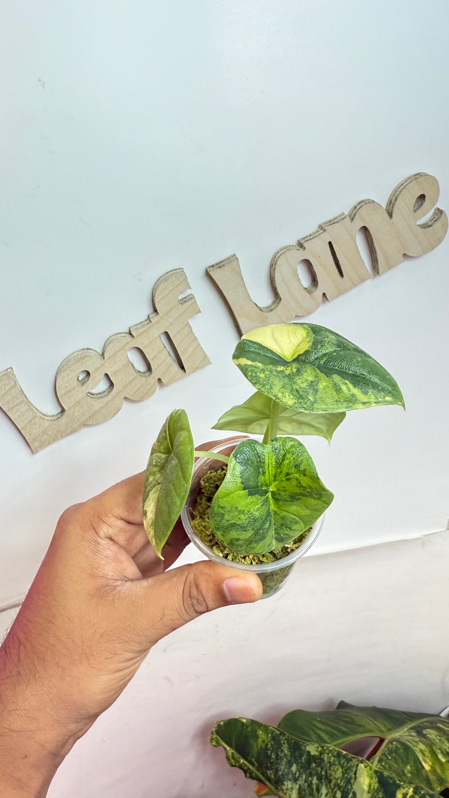 Alocasia Melo Aurea Variegated 🌿 Rare🌿
