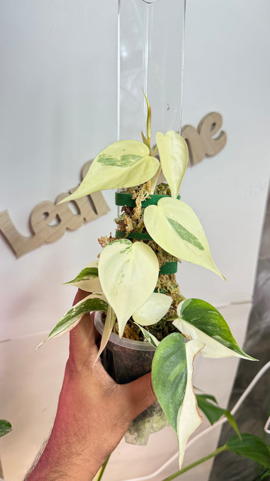 Philodendron Haderaceum HeartLeaf Albo