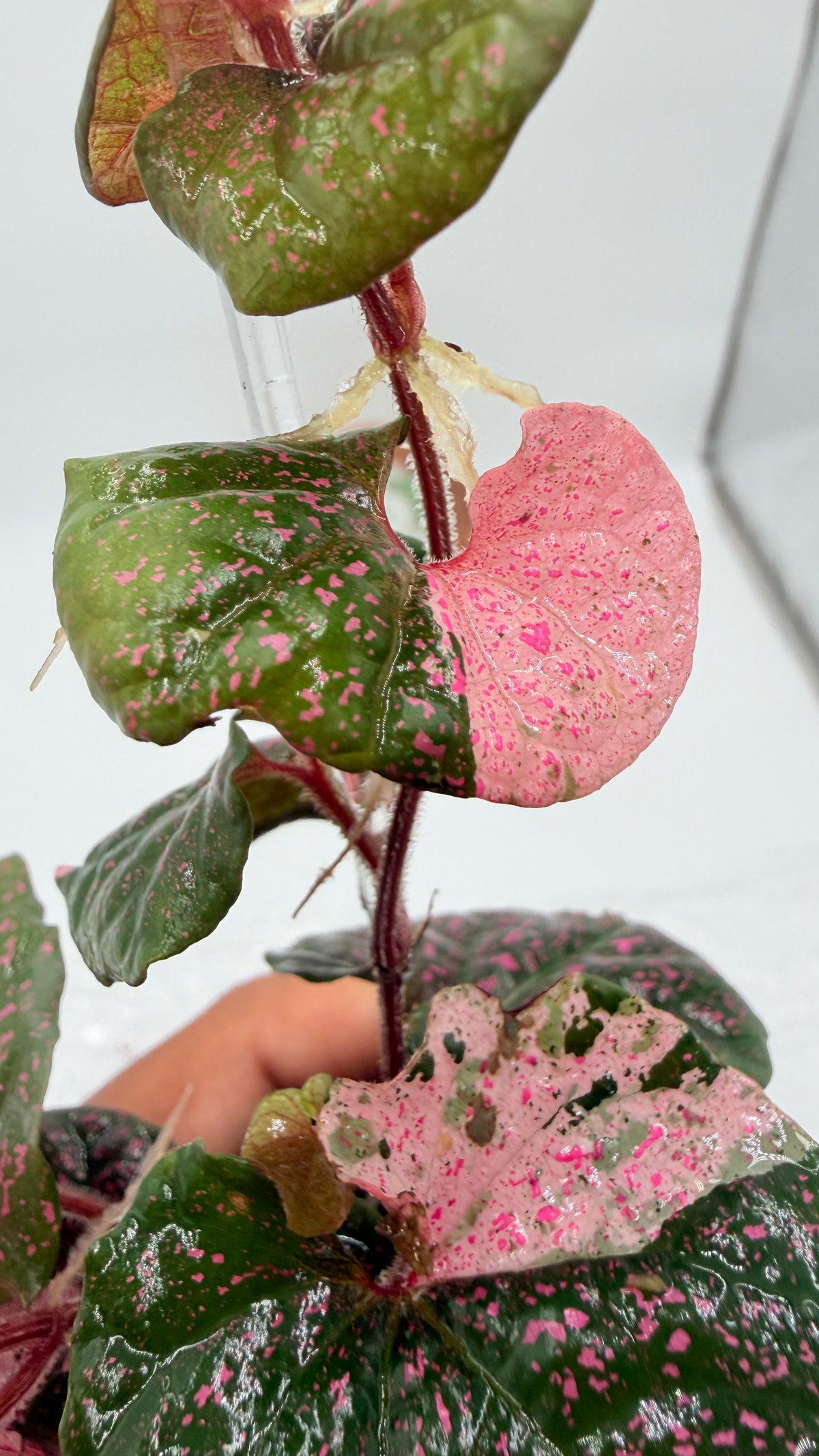 Piper Pink Sp Nabire Papua Variegated - 2 plants in pot - Exact Plant