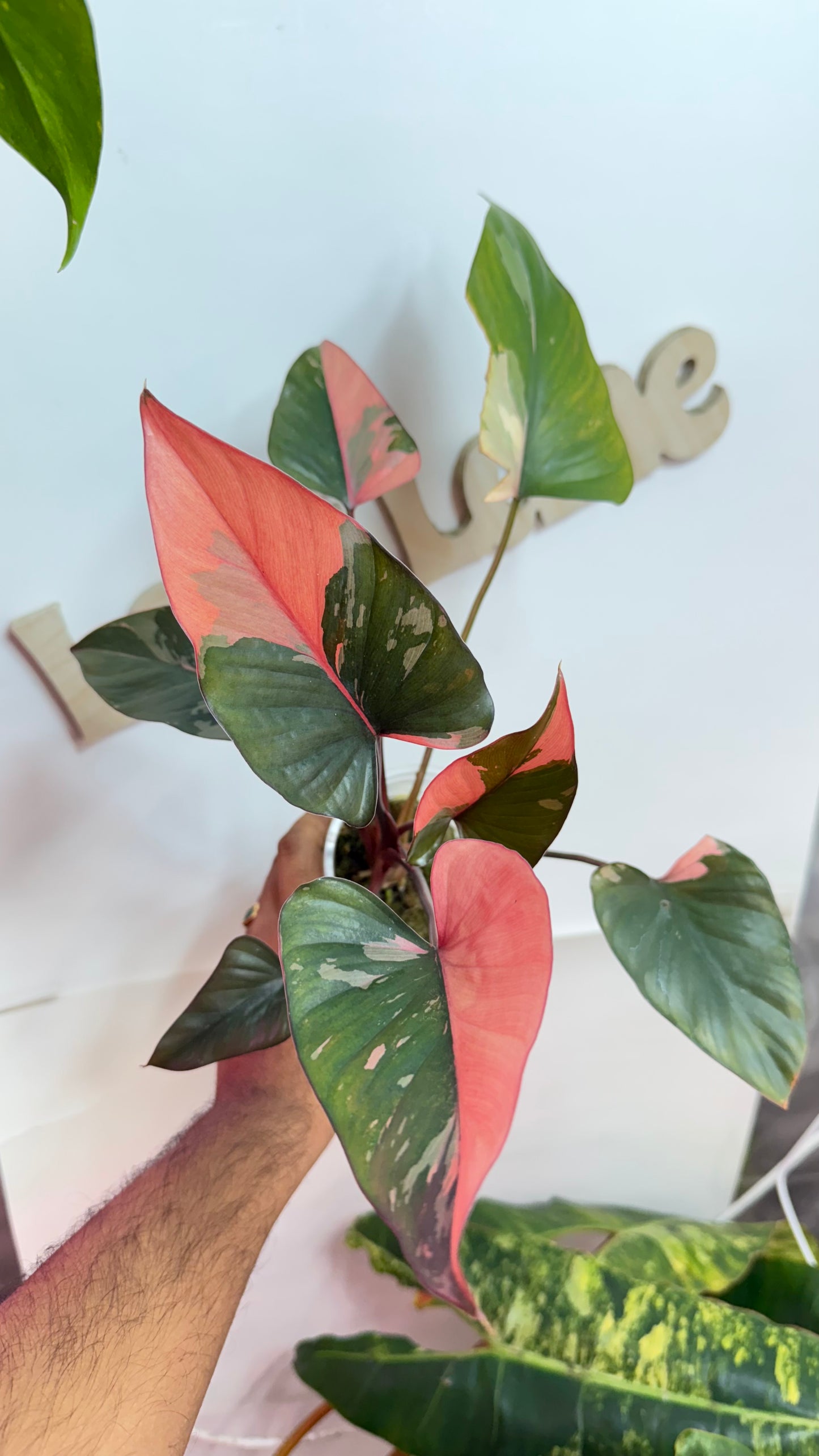 Homalomena Variegated Pink Diamond