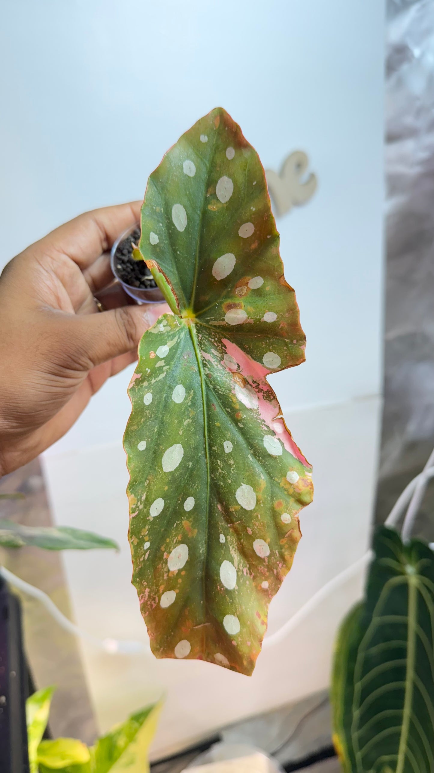 Begonia Maculata Pink Variegated butt