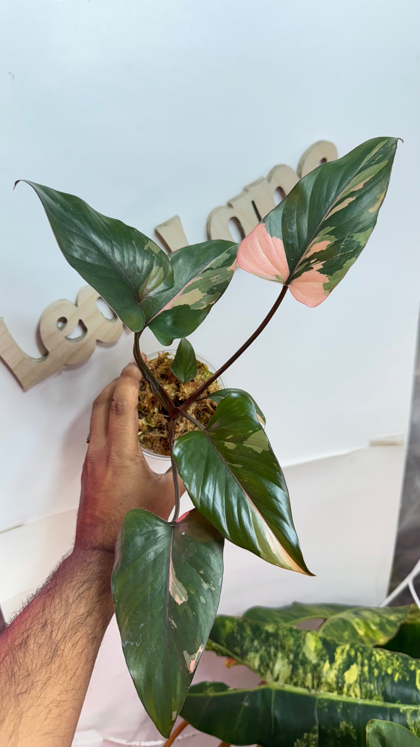 Homalomena Variegated Pink Diamond