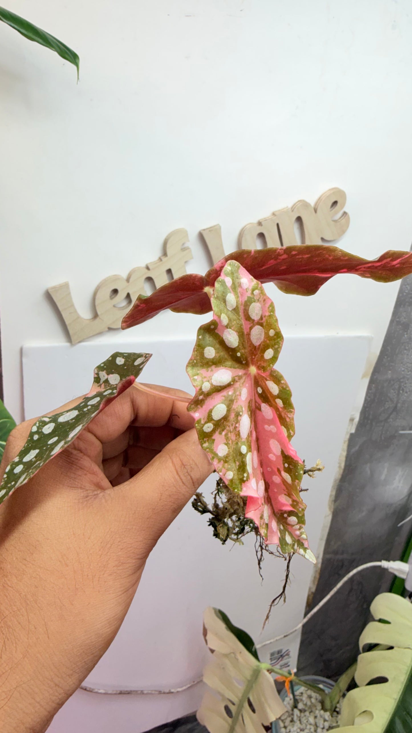 Begonia Maculata Pink Variegated