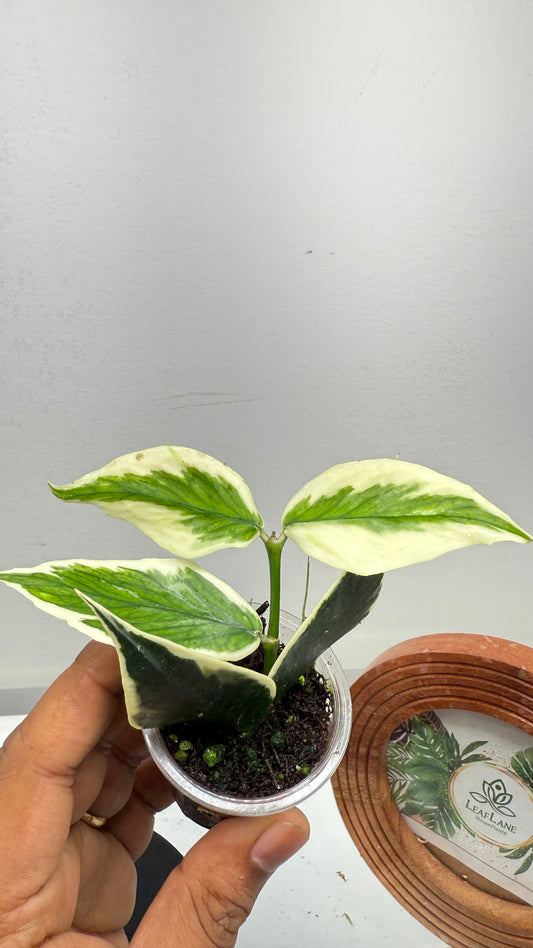 Hoya Polyneura Albomarginata Outer Variegated / Mermaid Tail / Fish tail