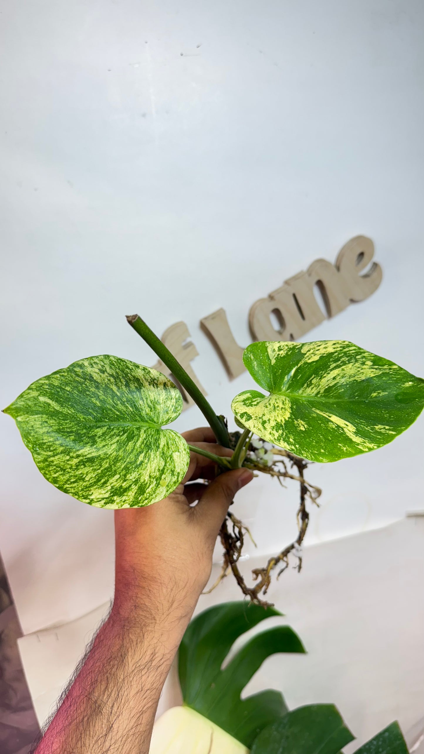 Monstera deliciosa MINT Siam Variegated | Rare Aroid | Large form