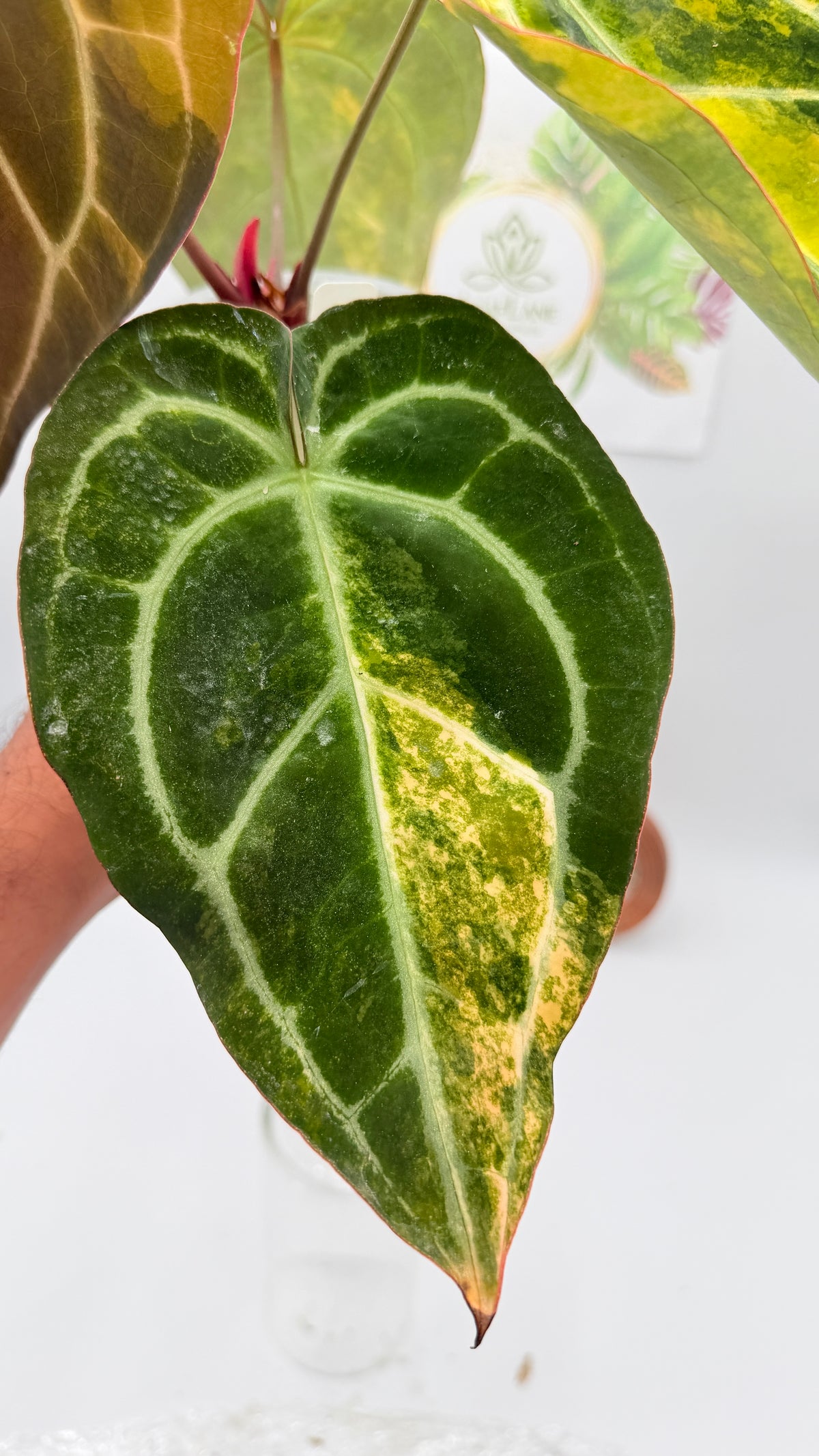 Anthurium Red crystallinum x Crystallinum Variegated huge