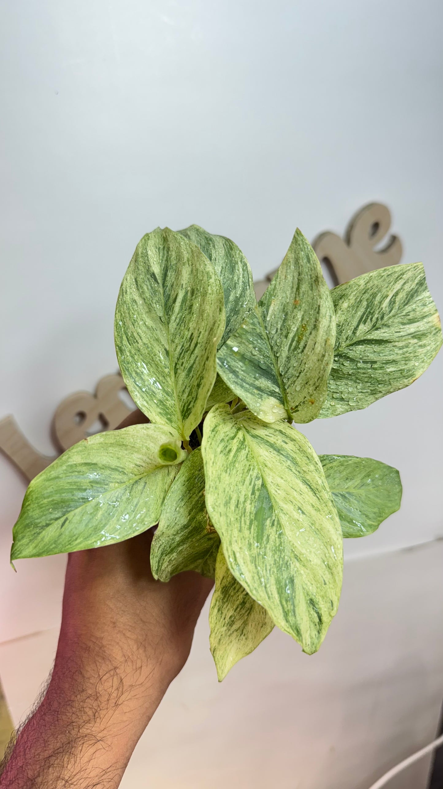 Calathea sp Borneo Variegated