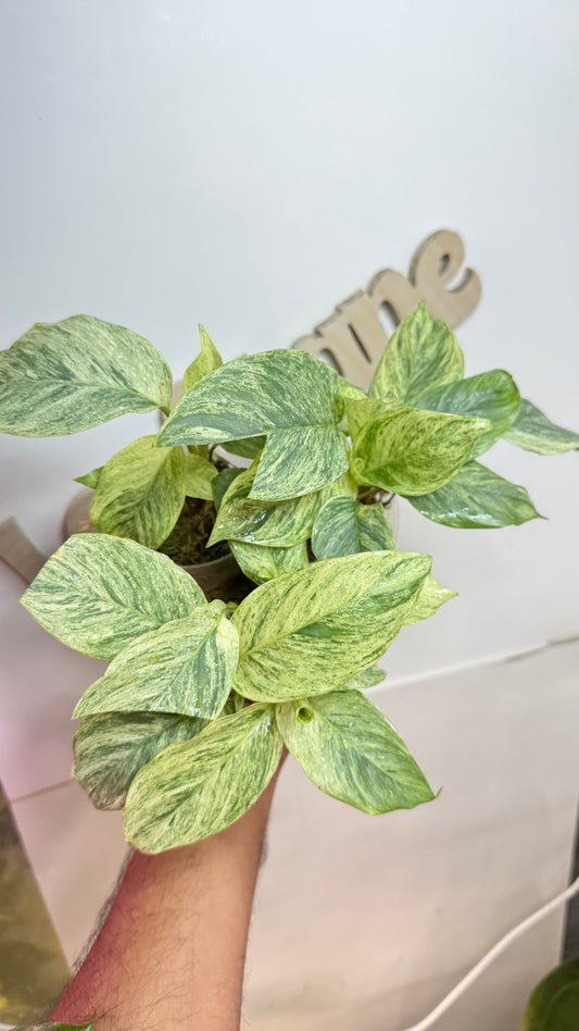 Calathea sp Borneo Variegated