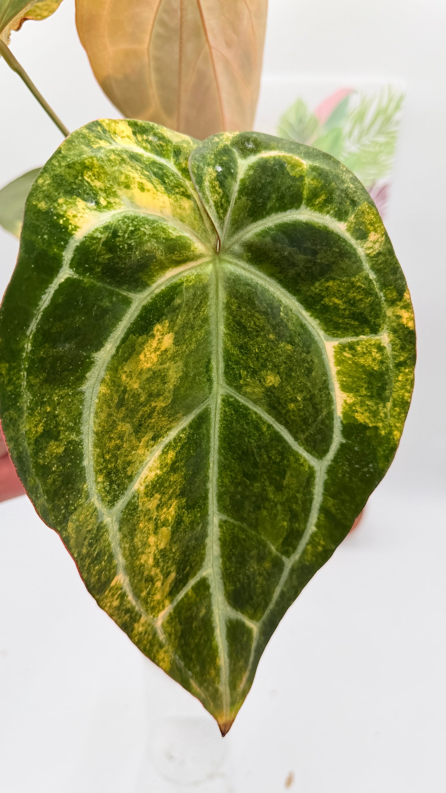 Anthurium Red crystallinum x Crystallinum Variegated huge