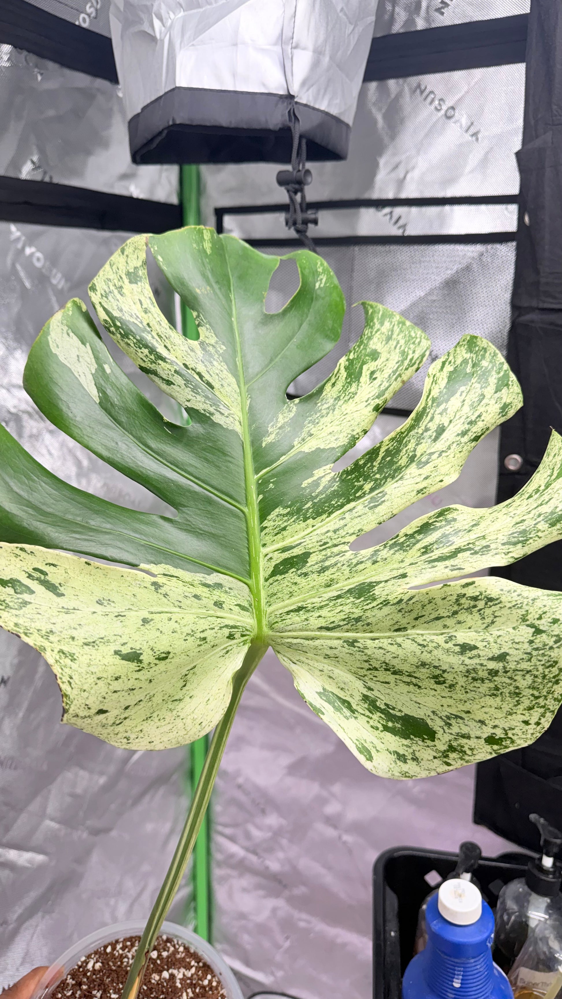 monstera white tears Huge Monstera Deliciosa “White Tear” – LeafLane Rare Plants