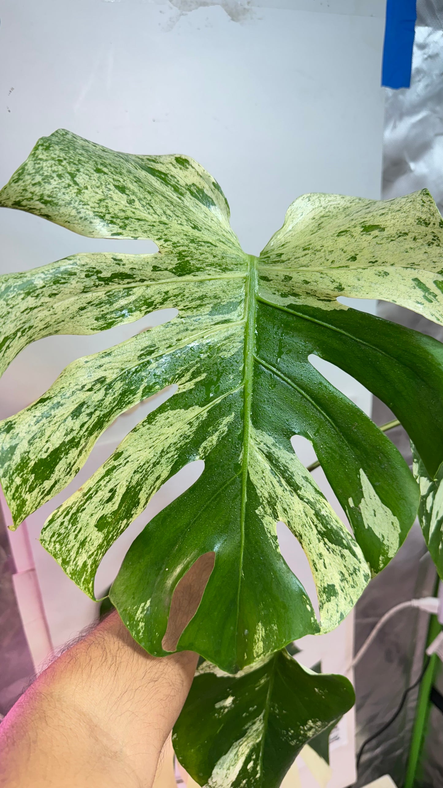 Huge Monstera Deliciosa “White Tear”