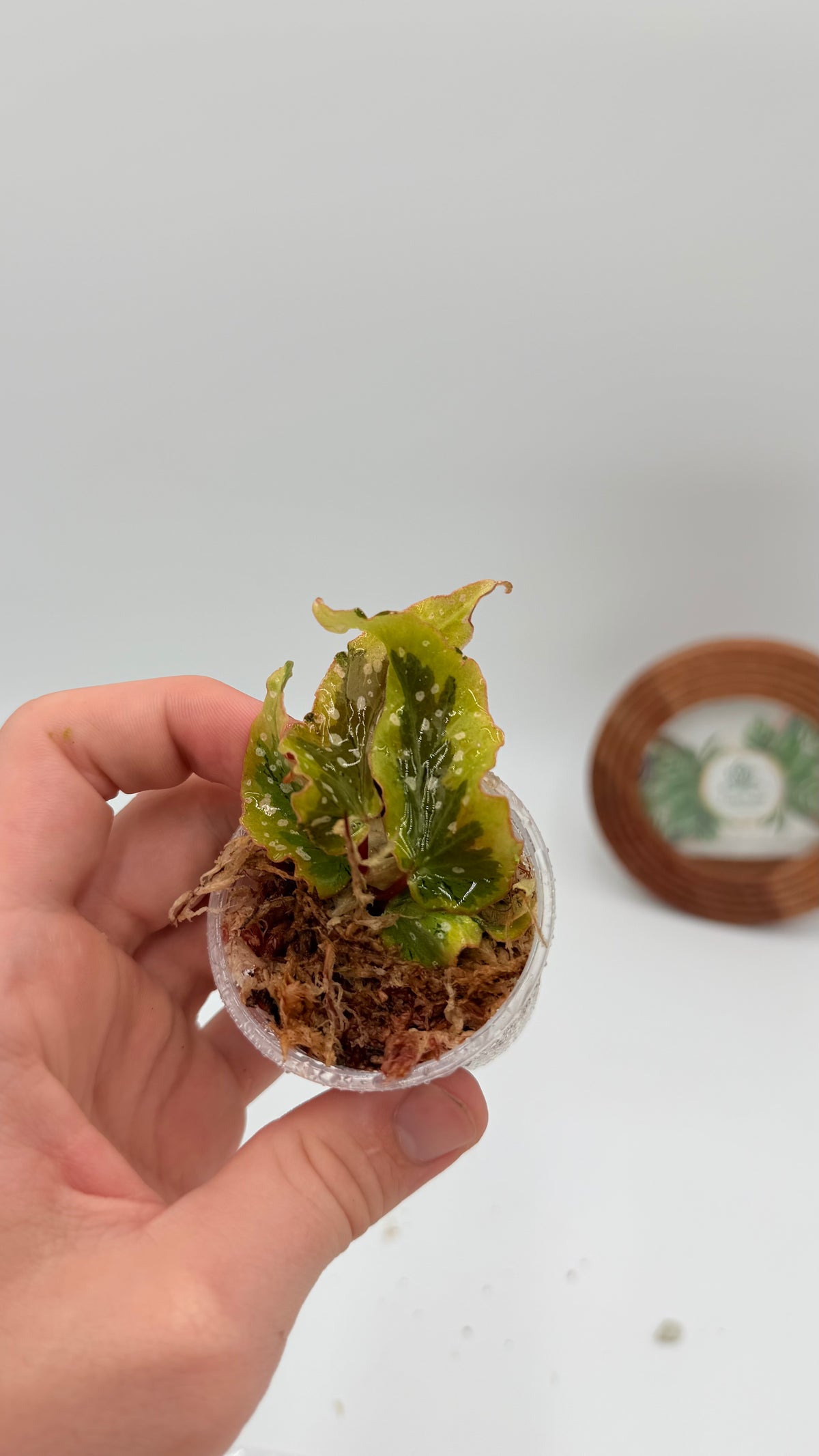 Begonia Dainty Spray variegated rooted