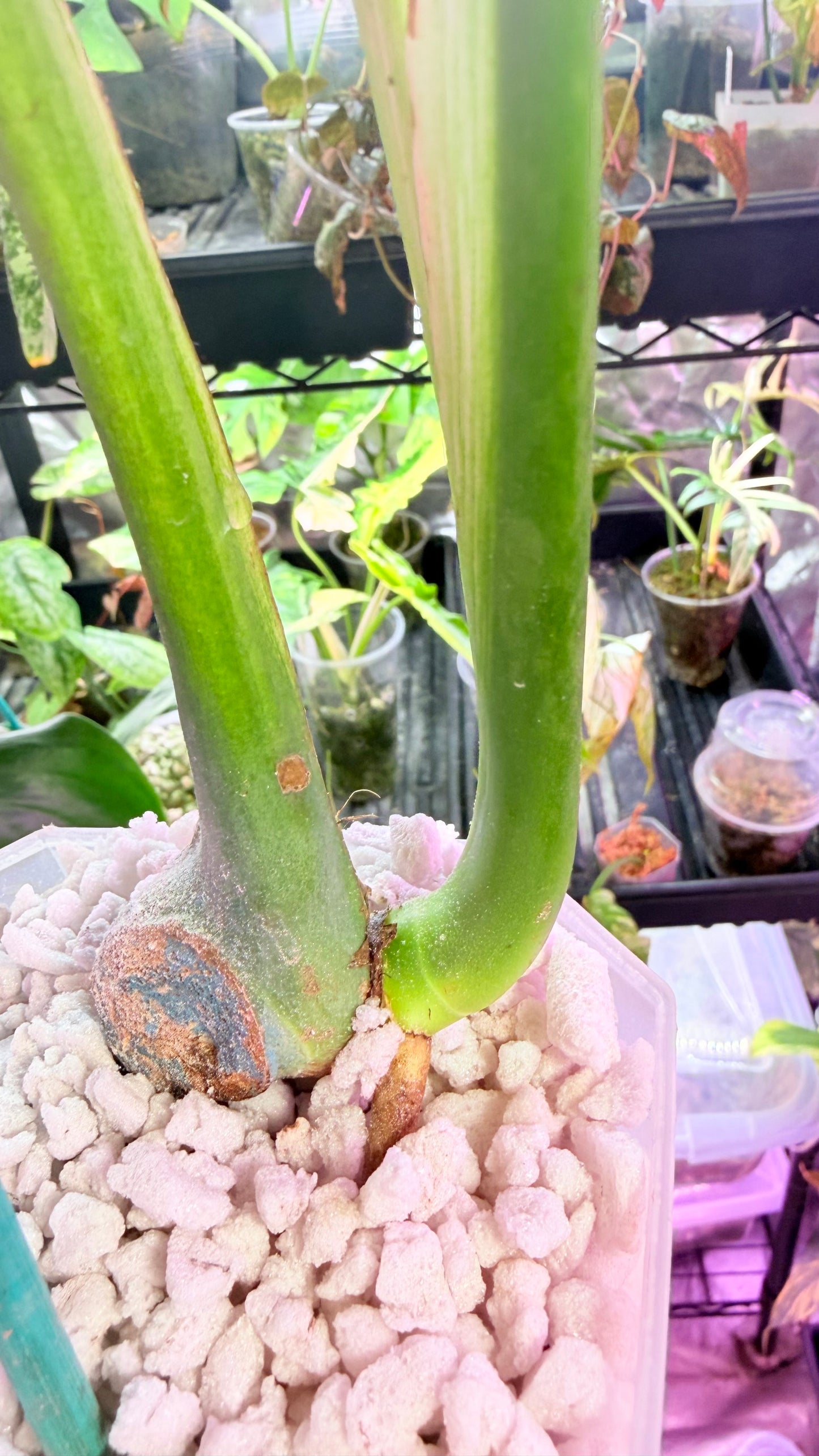 Monstera Devil 🌿 Working on 4 th leaf🌿