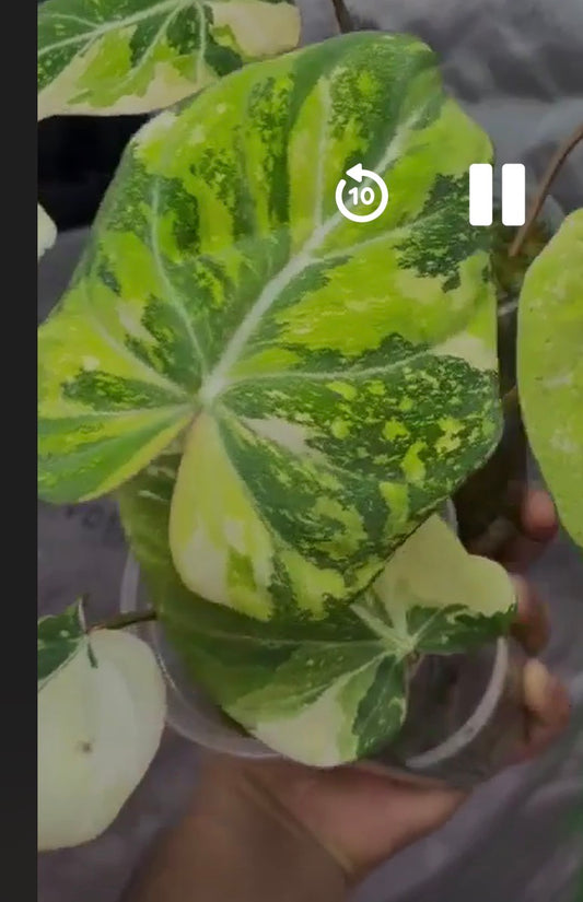 Glorisum mint and type 2