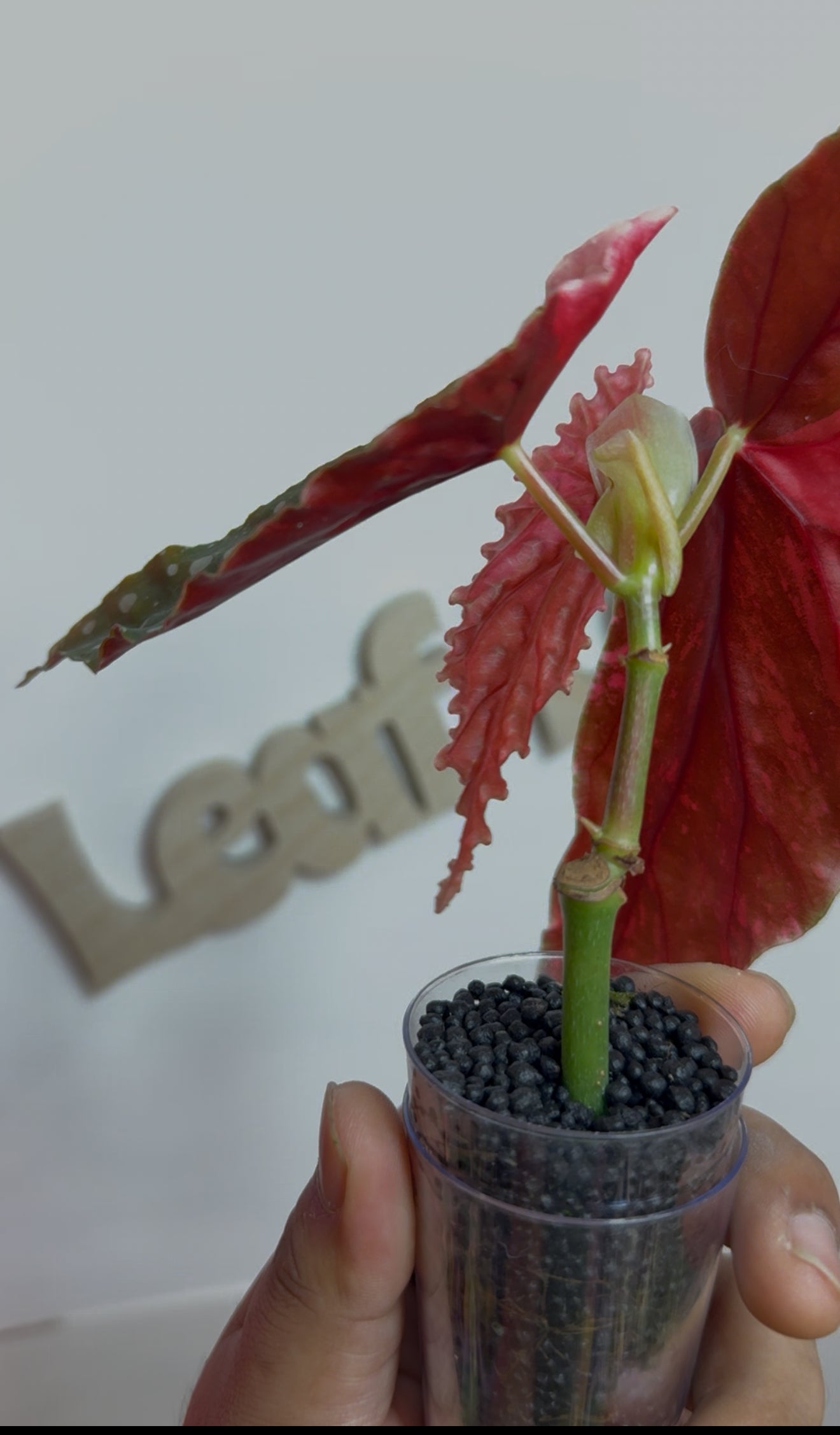 Begonia Maculata Pink Variegated