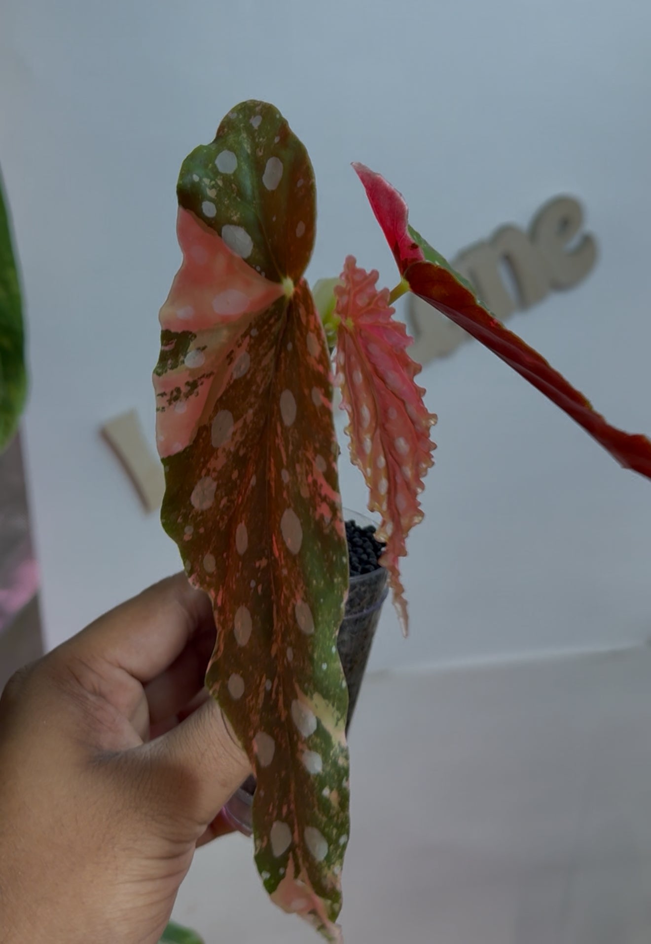 Begonia Maculata Pink Variegated