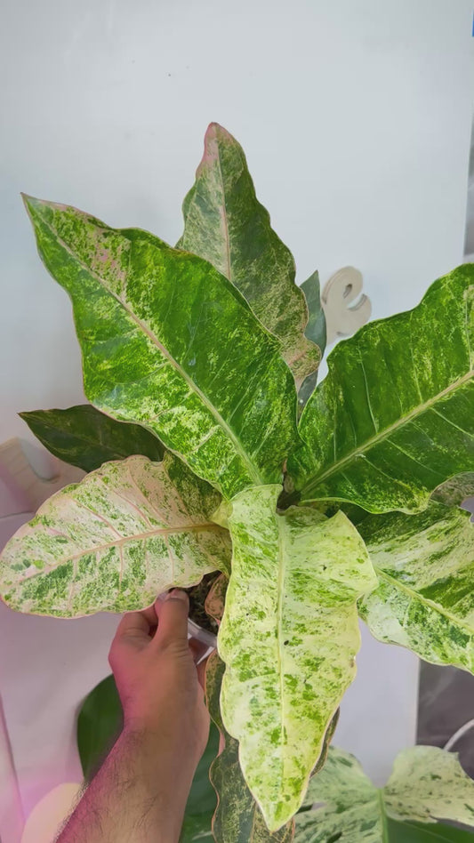 Anthurium Renaissance Pink variegated