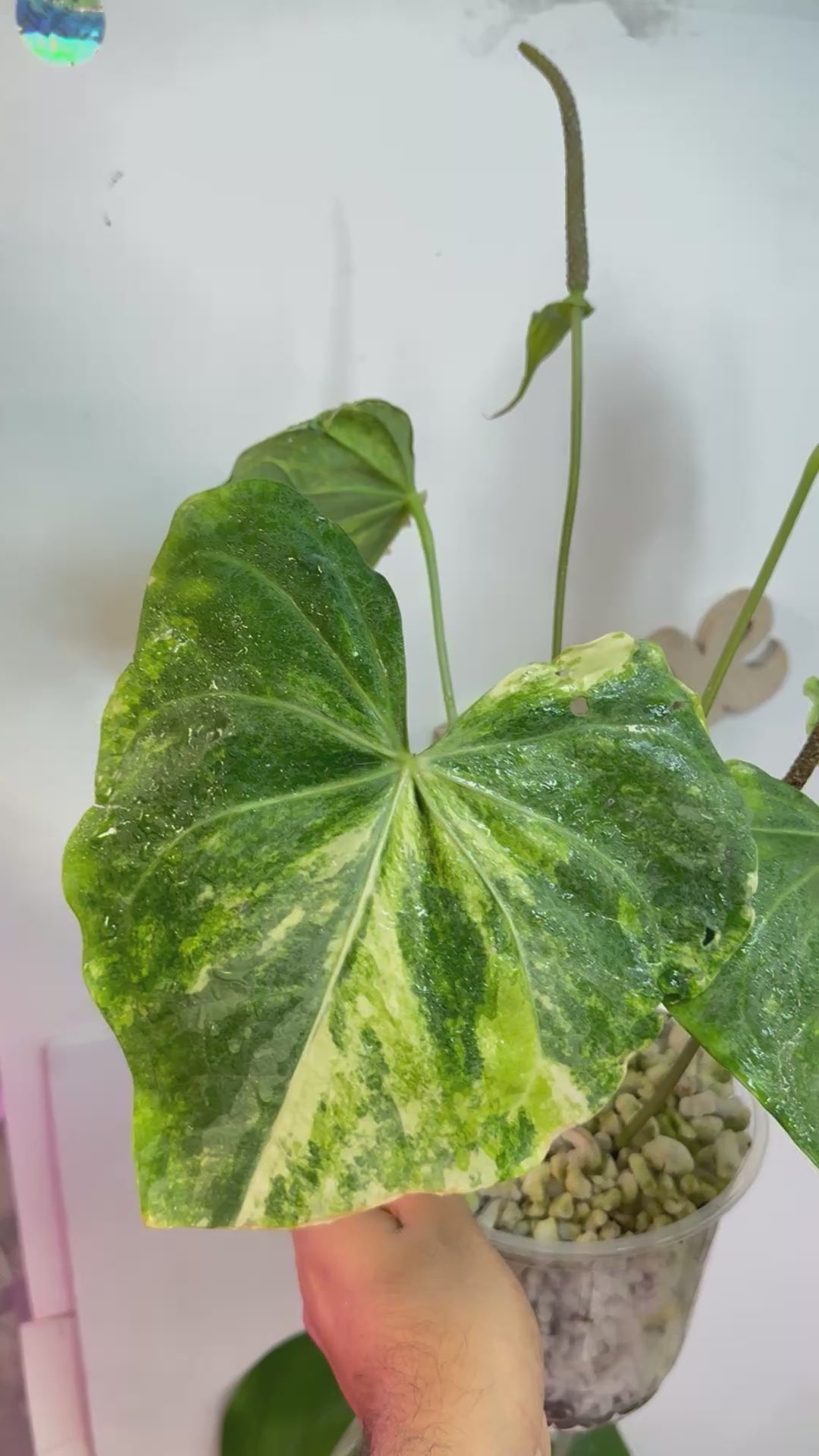 Anthurium Pterodactyl Variegated | Rare | Established – LeafLane