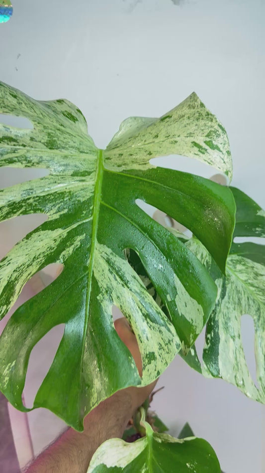 Huge Monstera Deliciosa “White Tear”