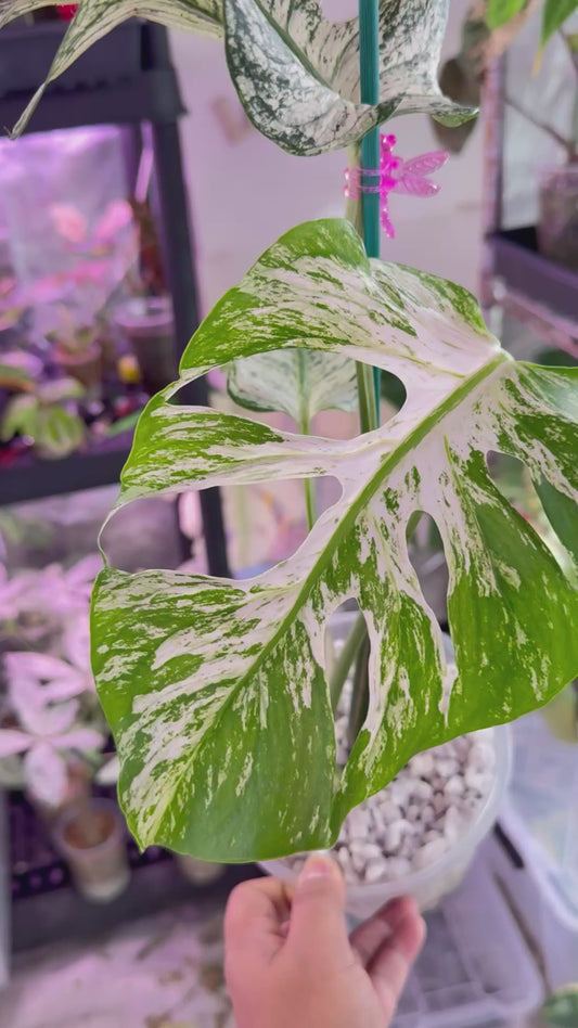 Monstera Devil 🌿 Working on 4 th leaf🌿