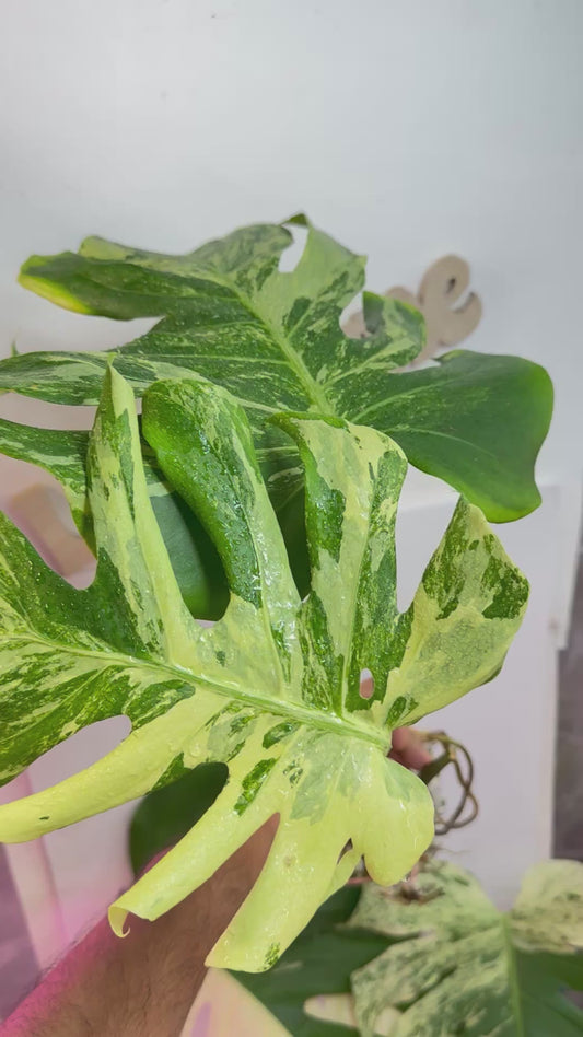 HUGE Monstera 'Contorta Ocean Mint