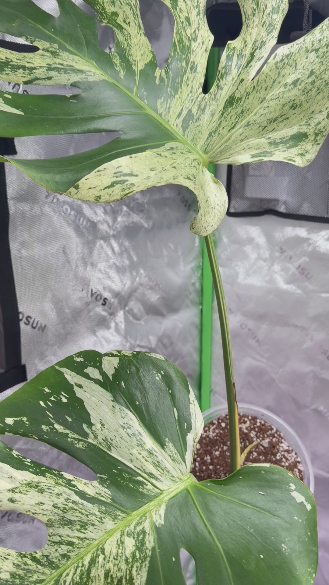 Huge Monstera Deliciosa “White Tear” – LeafLane Rare Plants