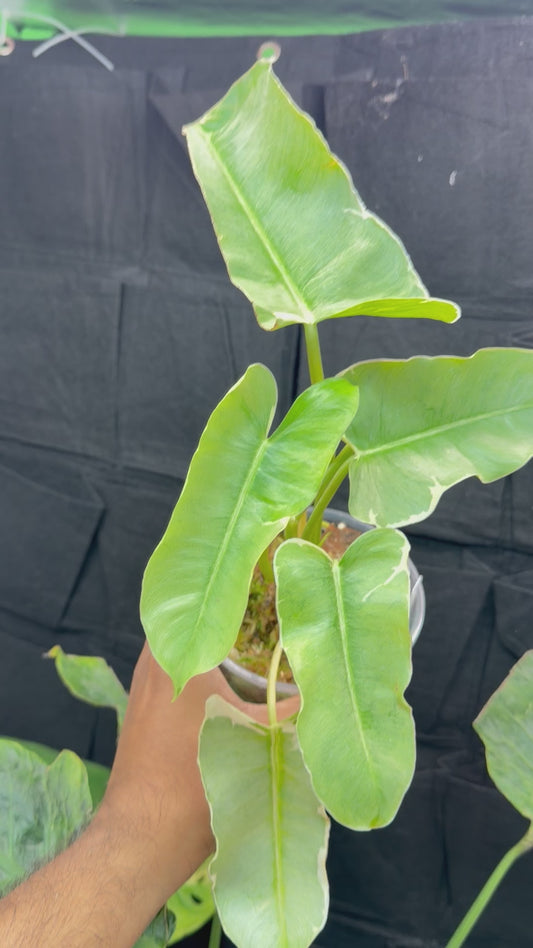 Philodendron Burle Marx Silver Variegated with 3 heads